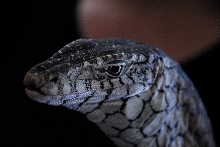 PHFaust and Family take a trip to Reptile Gardens