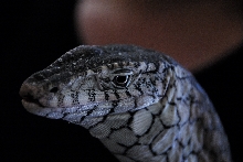 PHFaust and Family take a trip to Reptile Gardens