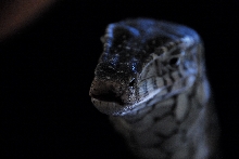 PHFaust and Family take a trip to Reptile Gardens