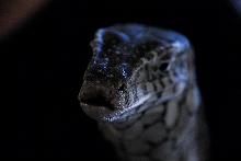 PHFaust and Family take a trip to Reptile Gardens