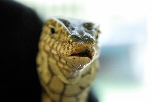 PHFaust and Family take a trip to Reptile Gardens
