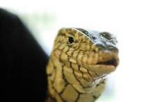 PHFaust and Family take a trip to Reptile Gardens