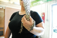 PHFaust and Family take a trip to Reptile Gardens