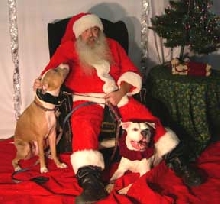 Christmas with Brutus and Caesar