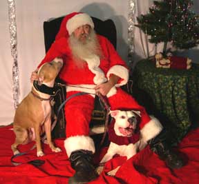 Christmas with Brutus and Caesar