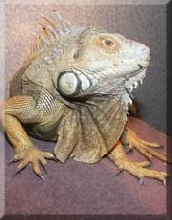 Sarsippius