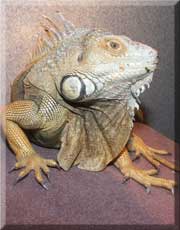 Sarsippius