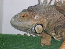 Sarsippius