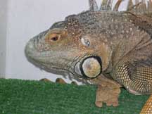 Sarsippius