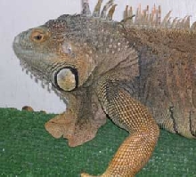 Sarsippius