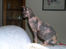 Scarlet Nohaira