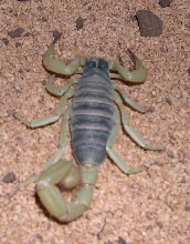 Unknown Scorp