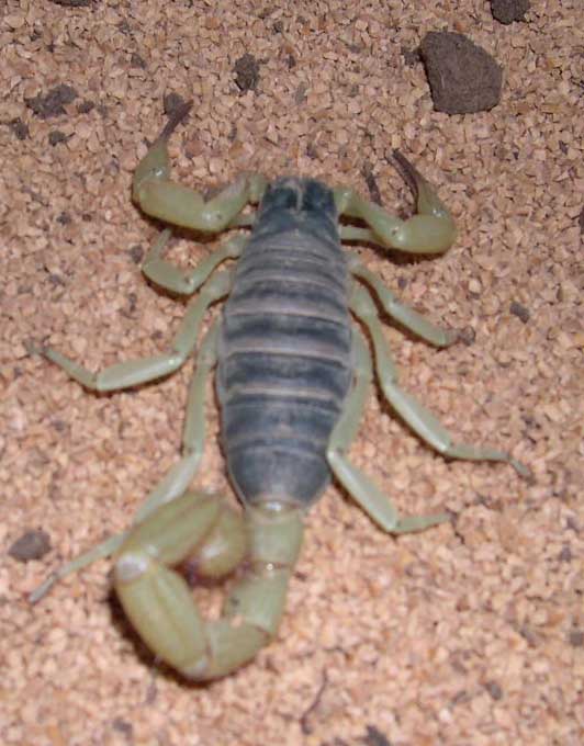 Unknown Scorp