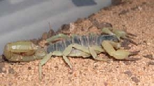 Unknown Scorp