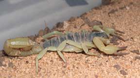 Unknown Scorp