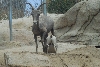Visit to San Diego Zoo facilities