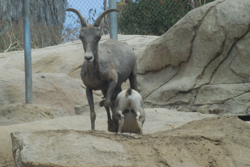 Visit to San Diego Zoo facilities