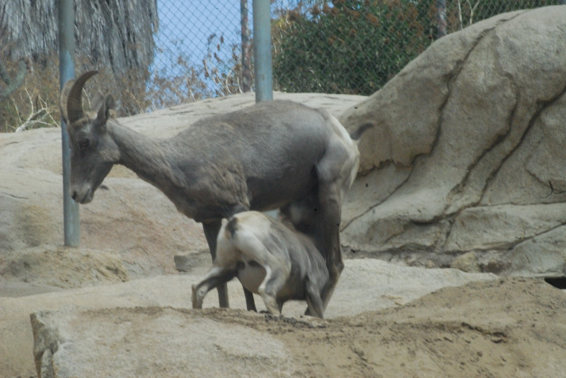 Visit to San Diego Zoo facilities