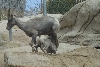 Visit to San Diego Zoo facilities