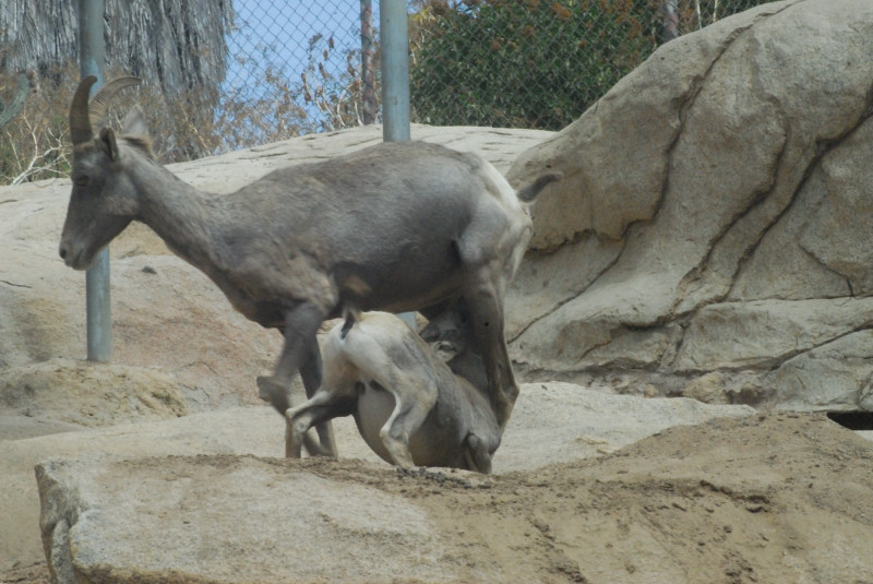 Visit to San Diego Zoo facilities
