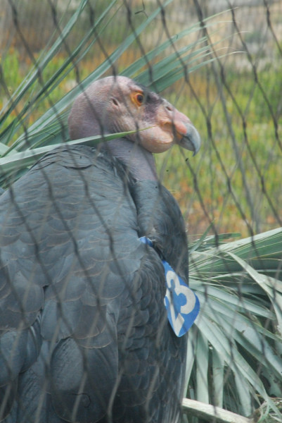 Visit to San Diego Zoo facilities