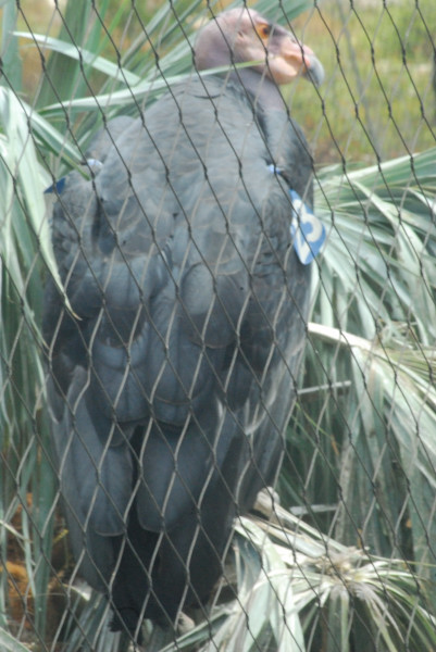 Visit to San Diego Zoo facilities