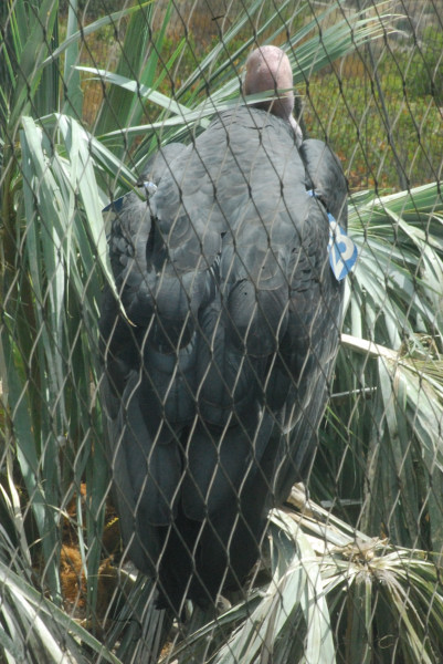 Visit to San Diego Zoo facilities