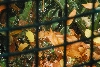 Visit to San Diego Zoo facilities
