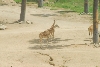 Visit to San Diego Zoo facilities