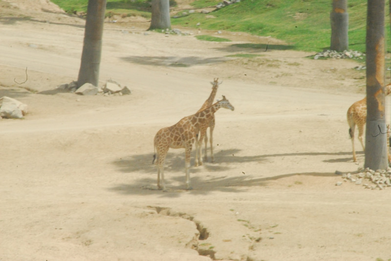 Visit to San Diego Zoo facilities