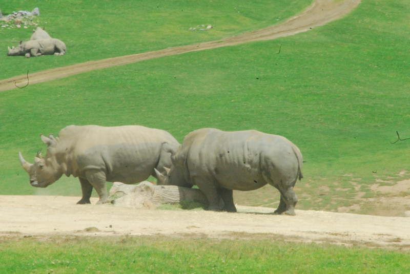 Visit to San Diego Zoo facilities