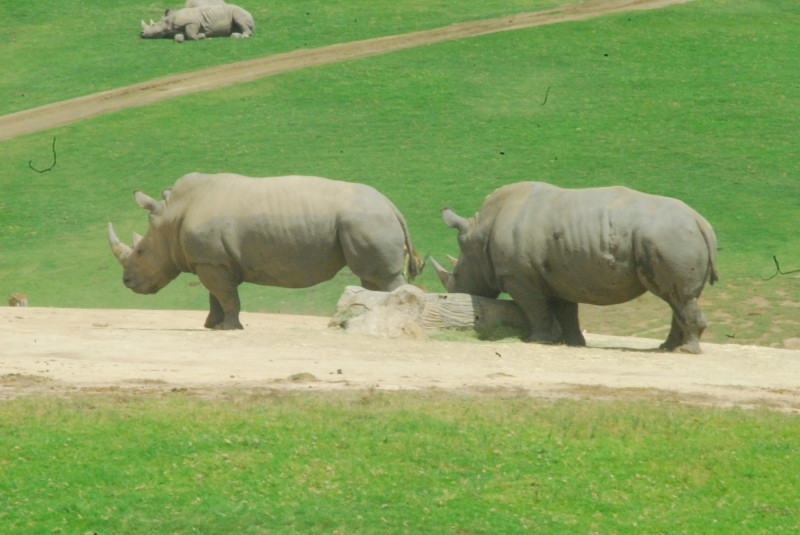 Visit to San Diego Zoo facilities