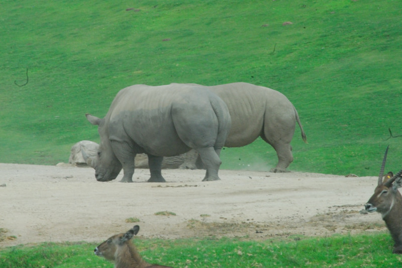 Visit to San Diego Zoo facilities