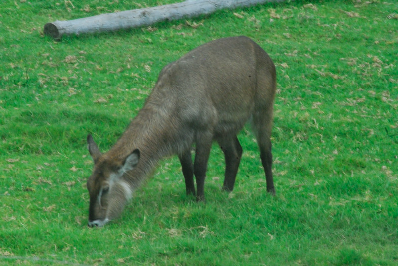 Visit to San Diego Zoo facilities