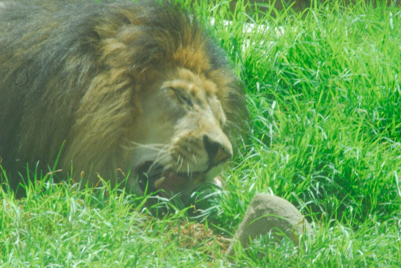 Visit to San Diego Zoo facilities