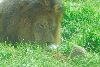 Visit to San Diego Zoo facilities
