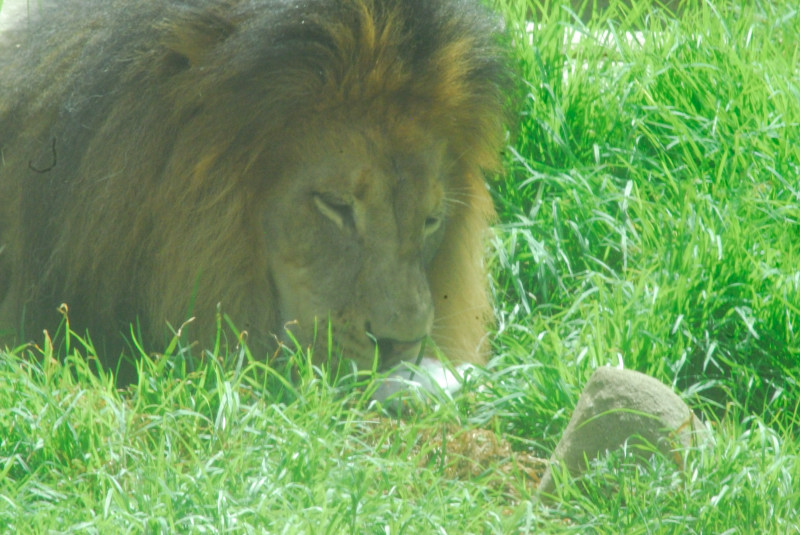 Visit to San Diego Zoo facilities