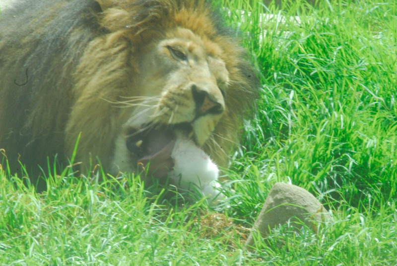 Visit to San Diego Zoo facilities