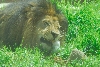 Visit to San Diego Zoo facilities