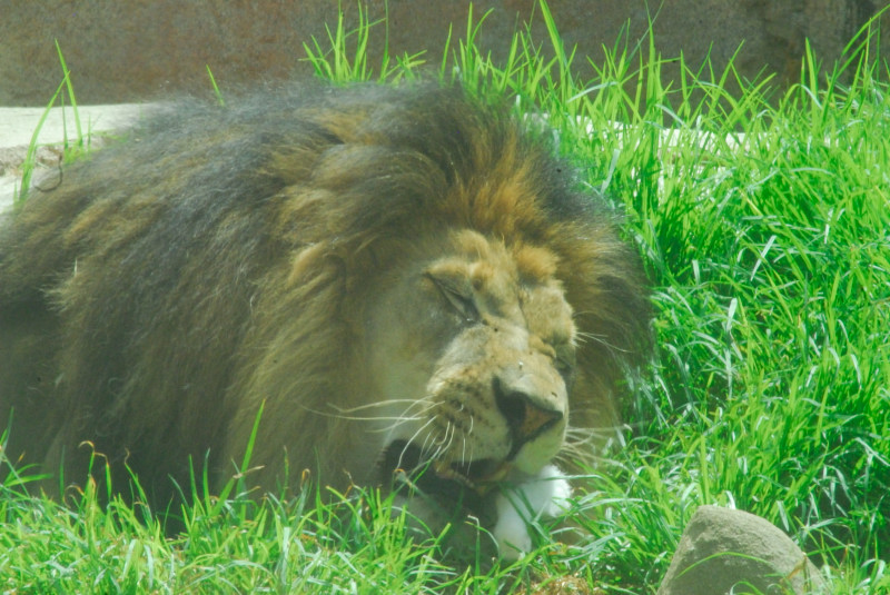 Visit to San Diego Zoo facilities
