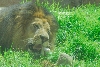 Visit to San Diego Zoo facilities
