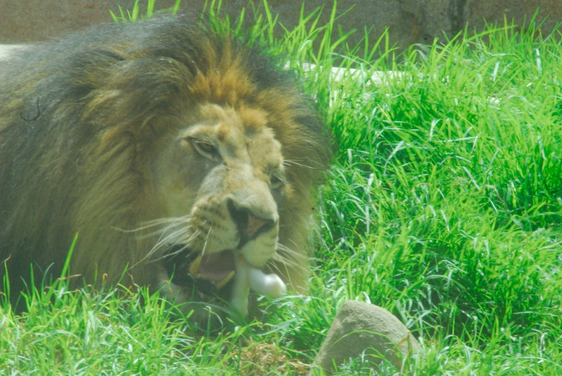 Visit to San Diego Zoo facilities