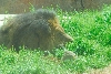 Visit to San Diego Zoo facilities