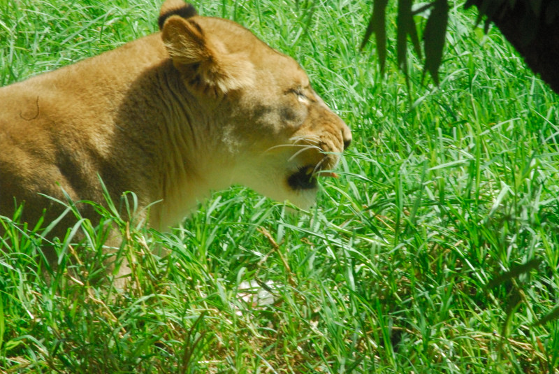 Visit to San Diego Zoo facilities