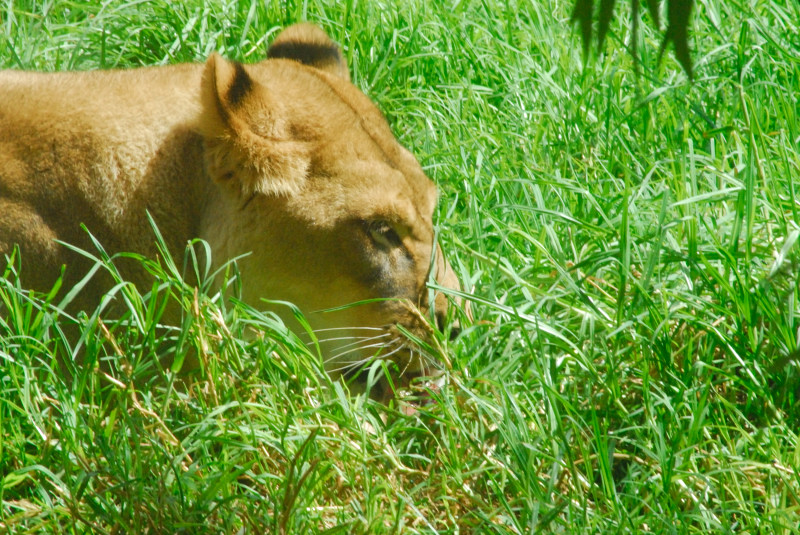 Visit to San Diego Zoo facilities