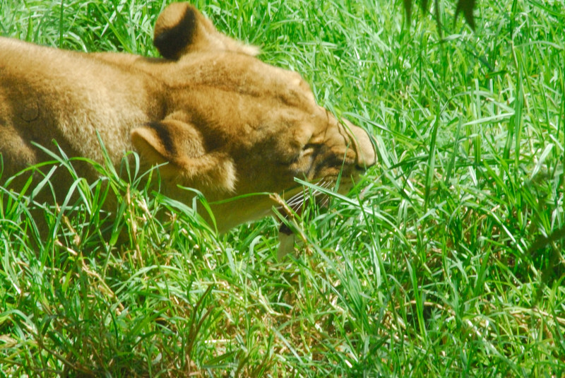 Visit to San Diego Zoo facilities