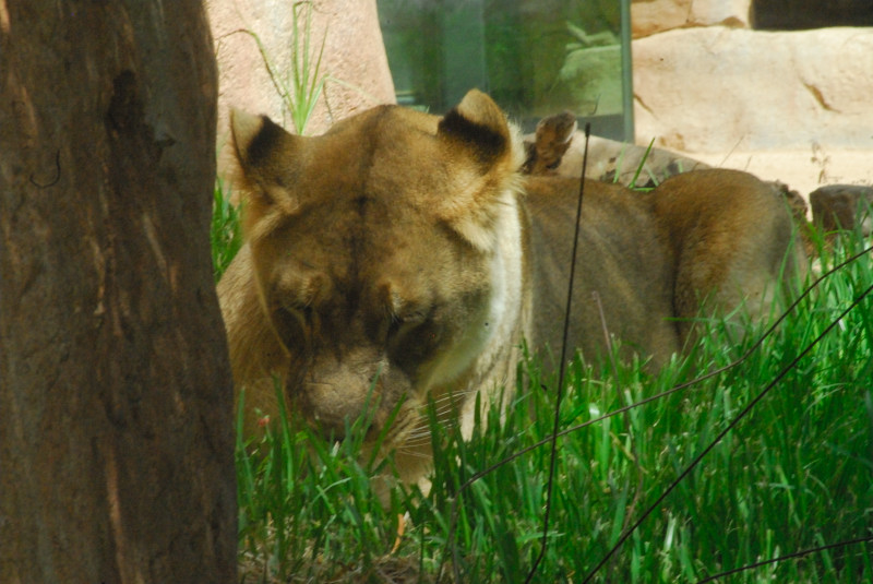 Visit to San Diego Zoo facilities