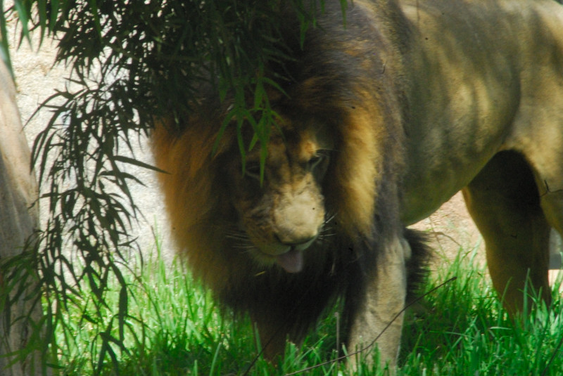 Visit to San Diego Zoo facilities