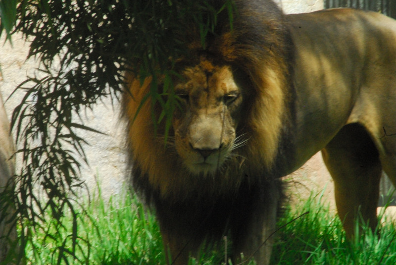 Visit to San Diego Zoo facilities