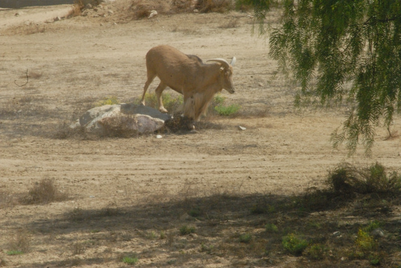 Visit to San Diego Zoo facilities